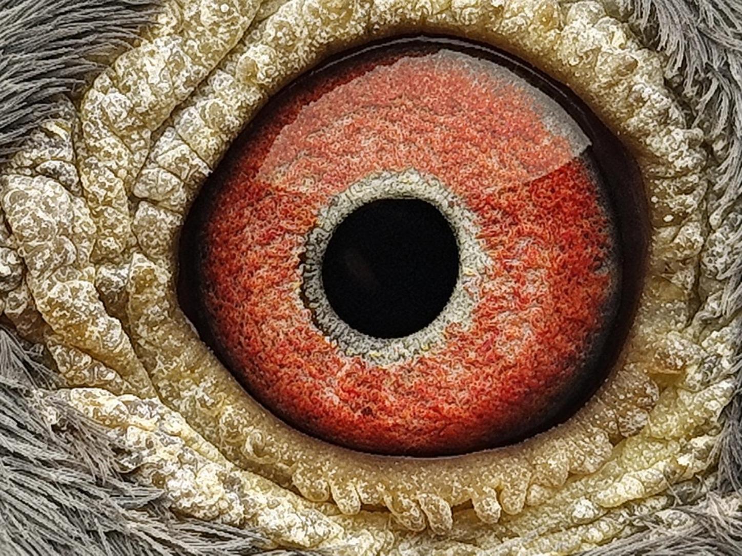 Pigeon eye